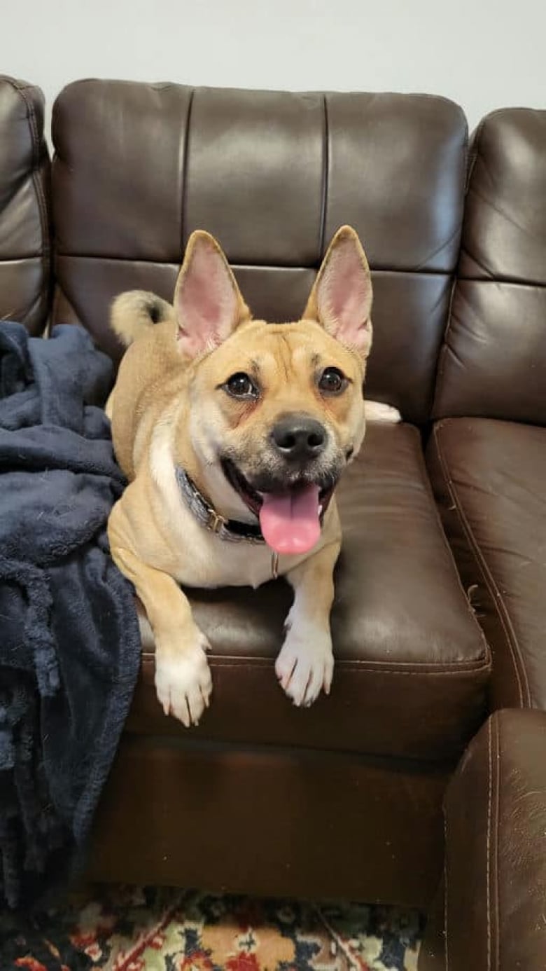 Illustration de l'article : Abandonnée pour son mauvais comportement, cette chienne adorable peinait à trouver sa famille pour la vie (vidéo)