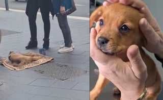 Illustration de l'article : Le démantèlement d'un campement illégal sauve 19 chiens drogués et exploités à des fins de mendicité