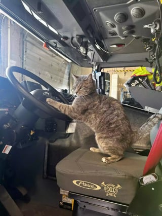 Illustration de l'article : Depuis qu’elle accompagne son maître au travail, cette petite chatte tigrée est devenue la star de sa caserne de pompier (vidéo)