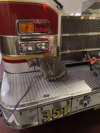 Illustration de l'article : Depuis qu’elle accompagne son maître au travail, cette petite chatte tigrée est devenue la star de sa caserne de pompier (vidéo)