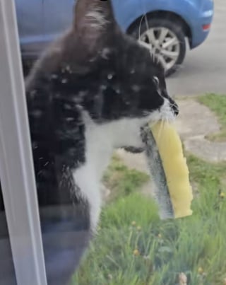 Illustration de l'article : En ramenant à sa maîtresse un objet insolite, ce chat semble vouloir lui faire passer un message (vidéo)