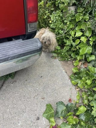 Illustration de l'article : Un chien traumatisé par son abandon et un séisme concentre les efforts d'un duo de bénévoles déterminées à transformer sa vie