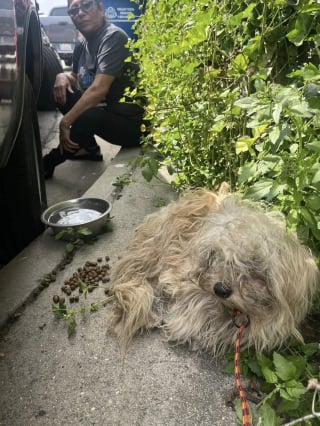 Illustration de l'article : Un chien traumatisé par son abandon et un séisme concentre les efforts d'un duo de bénévoles déterminées à transformer sa vie