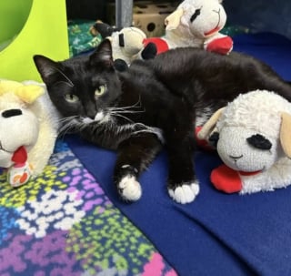 Illustration de l'article : Cette chatte collectionneuse d'agneaux en peluche ne désespère pas de quitter le refuge aux bras d'un adoptant aimant