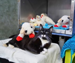 Illustration de l'article : Cette chatte collectionneuse d'agneaux en peluche ne désespère pas de quitter le refuge aux bras d'un adoptant aimant