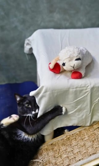 Illustration de l'article : Cette chatte collectionneuse d'agneaux en peluche ne désespère pas de quitter le refuge aux bras d'un adoptant aimant