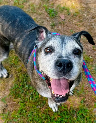 Illustration de l'article : Âgée de 13 ans, cette chienne vient de perdre son maître, mais est adoptée par une famille qui a parcouru plus de 1 300 kilomètres pour elle (vidéo)