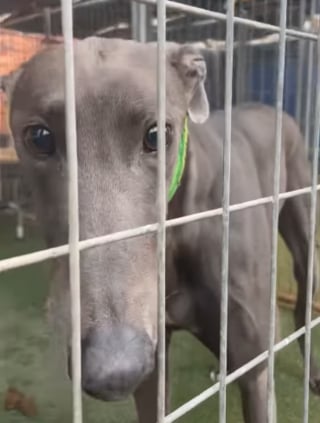 Illustration de l'article : Une vidéo poignante de quelques secondes change la vie d'un chien aveugle attendant sa chance depuis 4 mois et demi