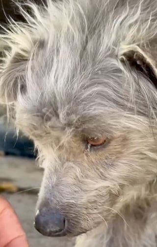 Illustration de l'article : Errant et abattu, il croise le chemin de deux sauveurs et se transforme en chien joyeux un mois plus tard sur la plage (vidéo)