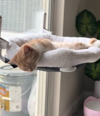 Illustration de l'article : Un chat passe de la solitude et l'ennui à un quotidien survolté et joyeux après l'arrivée de son jeune congénère (vidéo)