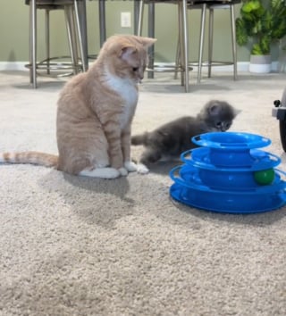 Illustration de l'article : Un chat passe de la solitude et l'ennui à un quotidien survolté et joyeux après l'arrivée de son jeune congénère (vidéo)
