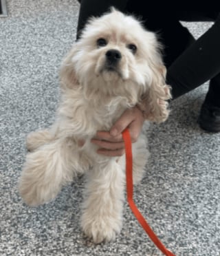 Illustration de l'article : Prisonnière d’une caisse et enfermée dans un placard, cette chienne découvre enfin la lumière du jour et s’apprête à vivre des lendemains plus joyeux