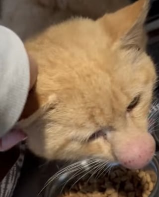 Illustration de l'article : Découvert dans la forêt avec un nez enflé, ce chat étonne ses sauveurs qui ont décidé de croire en lui