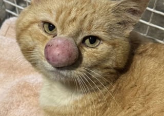 Illustration de l'article : Découvert dans la forêt avec un nez enflé, ce chat étonne ses sauveurs qui ont décidé de croire en lui