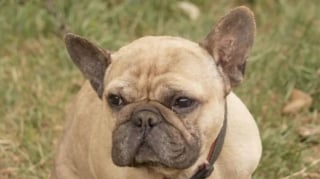 Illustration de l'article : Un Bouledogue Français pris au piège dans un conduit de drainage agit "comme si de rien n'était" après son sauvetage