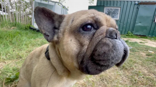 Illustration de l'article : Un Bouledogue Français pris au piège dans un conduit de drainage agit "comme si de rien n'était" après son sauvetage