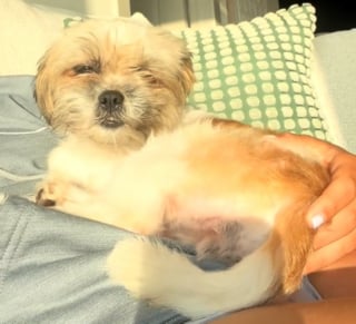Illustration de l'article : Une chienne abandonnée sous une autoroute voit son destin basculer grâce à des femmes au grand coeur (vidéo)
