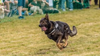 Illustration de l'article : Après 7 années de bons et loyaux services, ce chien policier au flair redoutable s'offre une retraite en or