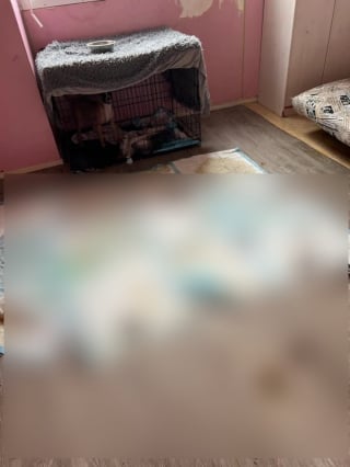 Illustration de l'article : Une nouvelle vie commence pour 4 chiens affamés découverts dans un logement vide et insalubre