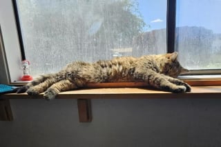 Illustration de l'article : Il croise un chat à la fourrure en lambeaux, la puce électronique révèle une histoire oubliée depuis 15 ans