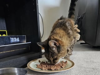 Illustration de l'article : Il croise un chat à la fourrure en lambeaux, la puce électronique révèle une histoire oubliée depuis 15 ans