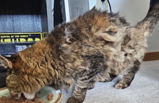 Illustration de l'article : Il croise un chat à la fourrure en lambeaux, la puce électronique révèle une histoire oubliée depuis 15 ans