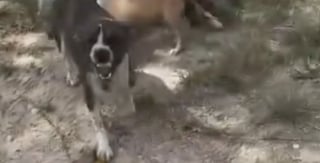 Illustration de l'article : « Complètement brisée » et après une longue phase de rémission, une chienne utilisée par le passé pour les combats rencontre son papa pour toujours (vidéo)