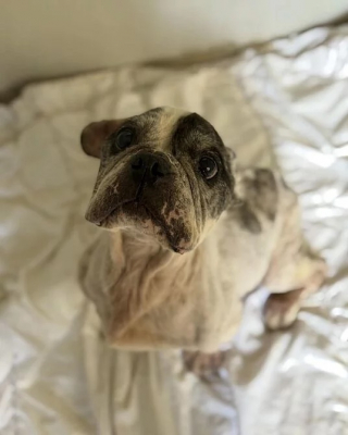 Illustration de l'article : Brisé par des années de coups, ce Bouledogue est sauvé in extremis par une inconnue courageuse