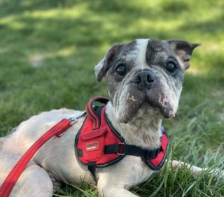 Illustration de l'article : Brisé par des années de coups, ce Bouledogue est sauvé in extremis par une inconnue courageuse