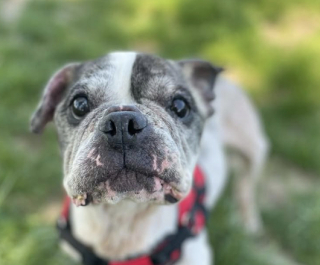 Illustration de l'article : Brisé par des années de coups, ce Bouledogue est sauvé in extremis par une inconnue courageuse
