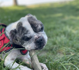 Illustration de l'article : Brisé par des années de coups, ce Bouledogue est sauvé in extremis par une inconnue courageuse