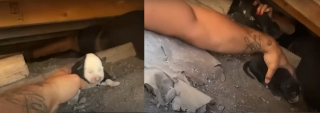 Illustration de l'article : Des bénévoles venant en aide à une chienne cachée sous une maison réalisent qu'elle n'est pas la seule à secourir (vidéo)