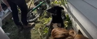 Illustration de l'article : Des bénévoles venant en aide à une chienne cachée sous une maison réalisent qu'elle n'est pas la seule à secourir (vidéo)