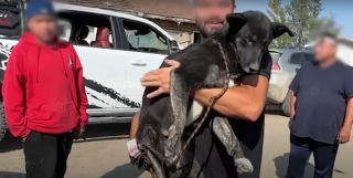 Illustration de l'article : Des bénévoles venant en aide à une chienne cachée sous une maison réalisent qu'elle n'est pas la seule à secourir (vidéo)