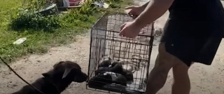 Illustration de l'article : Des bénévoles venant en aide à une chienne cachée sous une maison réalisent qu'elle n'est pas la seule à secourir (vidéo)