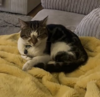 Illustration de l'article : Une chatte s'invite au hasard chez une voisine traumatisée par un cambriolage et devient sa meilleure amie le temps d'une soirée (vidéo)