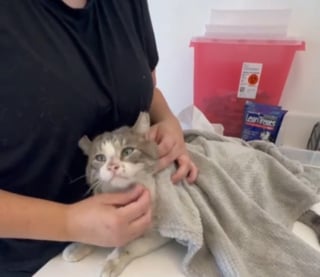 Illustration de l'article : Un chat victime de mauvais traitements réapprend à faire confiance aux humains et à être aimé auprès de sa mère d'accueil (vidéo)