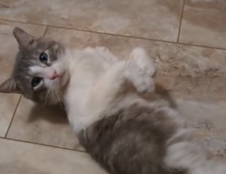 Illustration de l'article : Un chat victime de mauvais traitements réapprend à faire confiance aux humains et à être aimé auprès de sa mère d'accueil (vidéo)