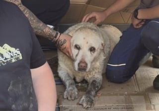 Illustration de l'article : A 2 doigts de la noyade, une chienne tombée dans une rivière est sauvée par un jeune pompier de 14 ans