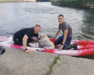 Illustration de l'article : A 2 doigts de la noyade, une chienne tombée dans une rivière est sauvée par un jeune pompier de 14 ans