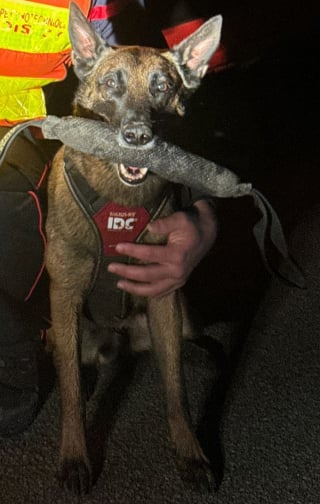 Illustration de l'article : Le chien des pompiers lancé sur les traces d'un homme en détresse psychologique disparu remplit brillamment sa mission en 30 minutes