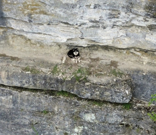 Illustration de l'article : Une randonneuse voyant une chienne coincée sur une falaise appelle les secours qui apprennent qu'on la cherchait depuis 2 mois