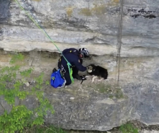 Illustration de l'article : Une randonneuse voyant une chienne coincée sur une falaise appelle les secours qui apprennent qu'on la cherchait depuis 2 mois