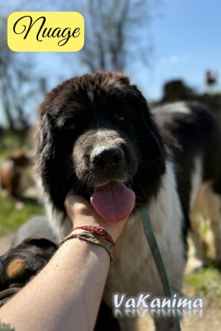 Illustration de l'article : Sauvée d’une fourrière étrangère, la douce Nuage attend toujours sa famille pour la vie