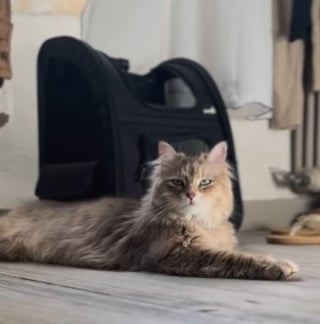 Illustration de l'article : Depuis que sa propriétaire est célibataire, une chatte accro à l'eau adopte un comportement intrigant à son égard (vidéo)