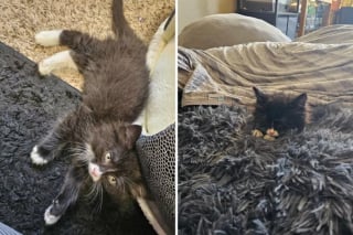Illustration de l'article : Piégé dans un conduit d’évacuation des eaux usées, ce chaton doit la vie à un ouvrier attentif