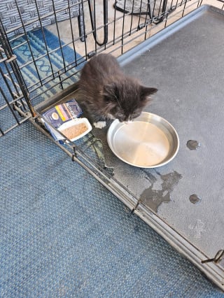 Illustration de l'article : Piégé dans un conduit d’évacuation des eaux usées, ce chaton doit la vie à un ouvrier attentif