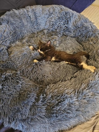 Illustration de l'article : Piégé dans un conduit d’évacuation des eaux usées, ce chaton doit la vie à un ouvrier attentif