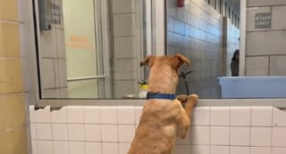 Illustration de l'article : Cette chienne de refuge attendant sa chance depuis 45 jours fond dans les bras de quiconque lui offre un peu d'attention (vidéo) 