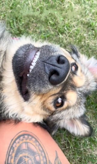 Illustration de l'article : Une petite fille fait le voeu que sa famille adopte un nouveau chien et le destin lui en envoie finalement 2 (vidéo)